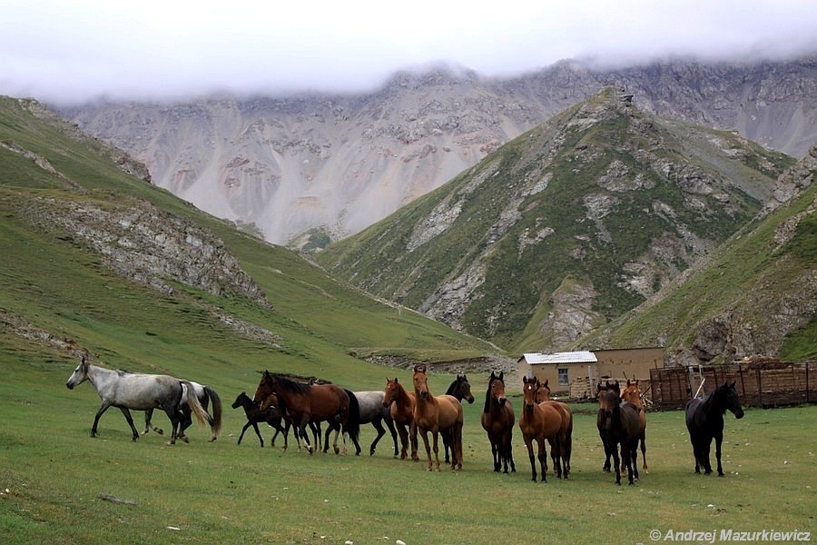 Kirgizi nie wyobrażają sobie życia bez koni
