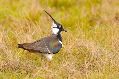 Czajka (Vanellus vanellus), fot. P. Kunysz
