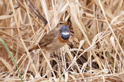 Podróżniczek (Luscinia svecica), fot.  P. Kunysz
