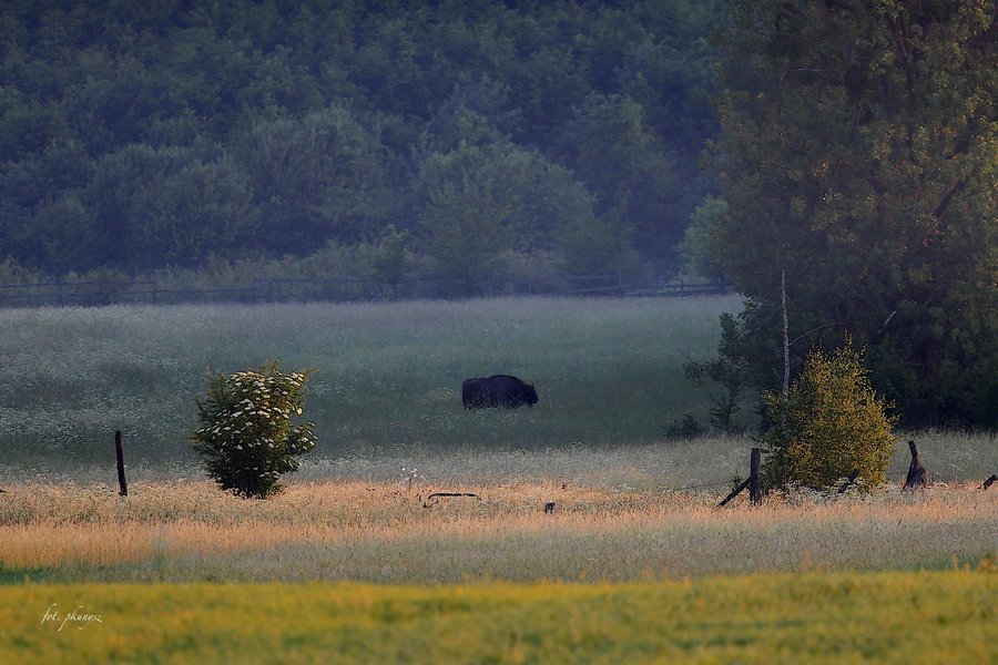 fot. Przemek Kunysz