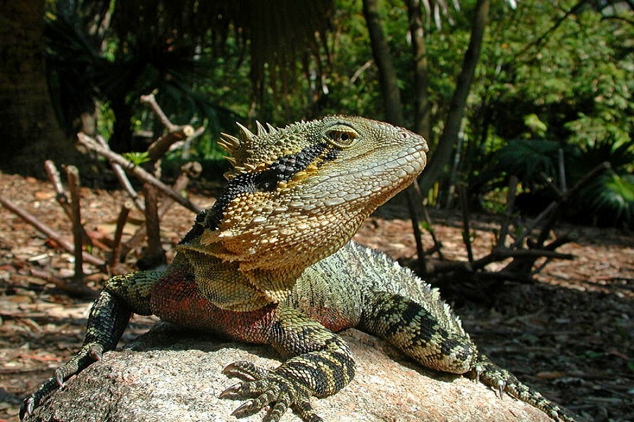 Endemiczna agama wodna
