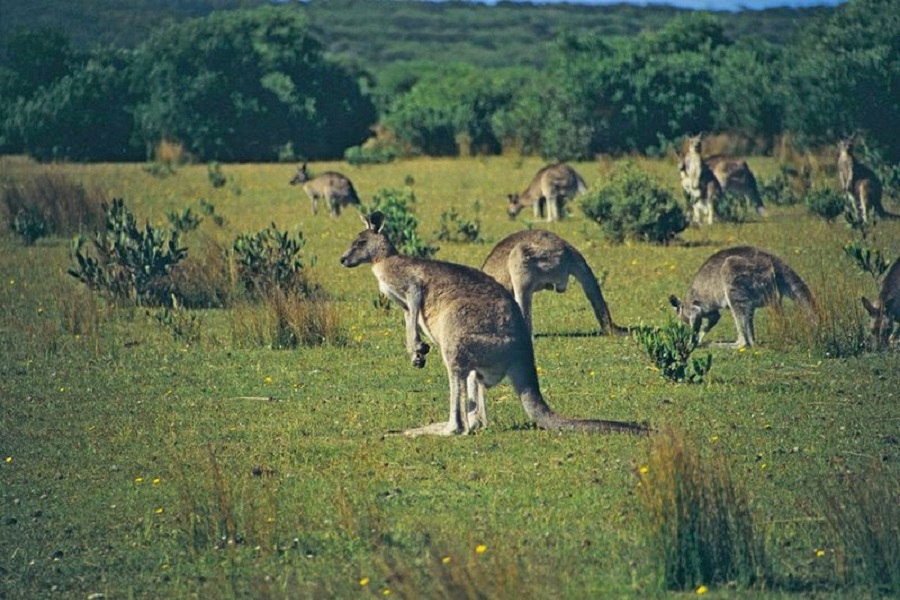 Kangury w Parku Narodowym Wilsons Promontory