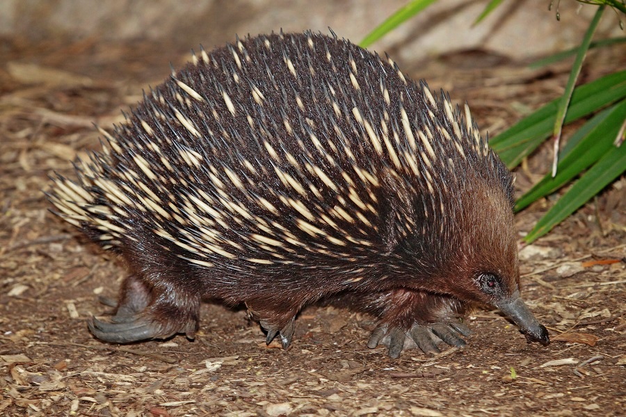 Endemiczna kołczatka australijska