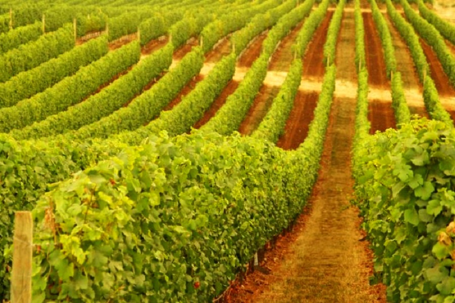 Winnice w Yarra Valley