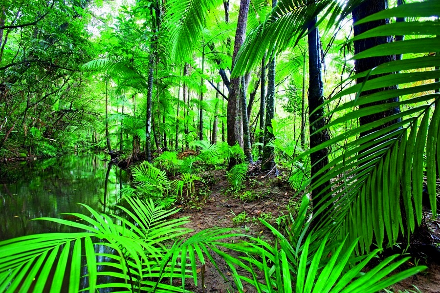 Rezerwat Daintree