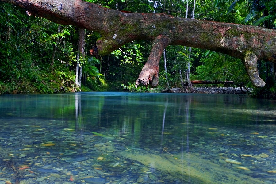 Rezerwat Daintree
