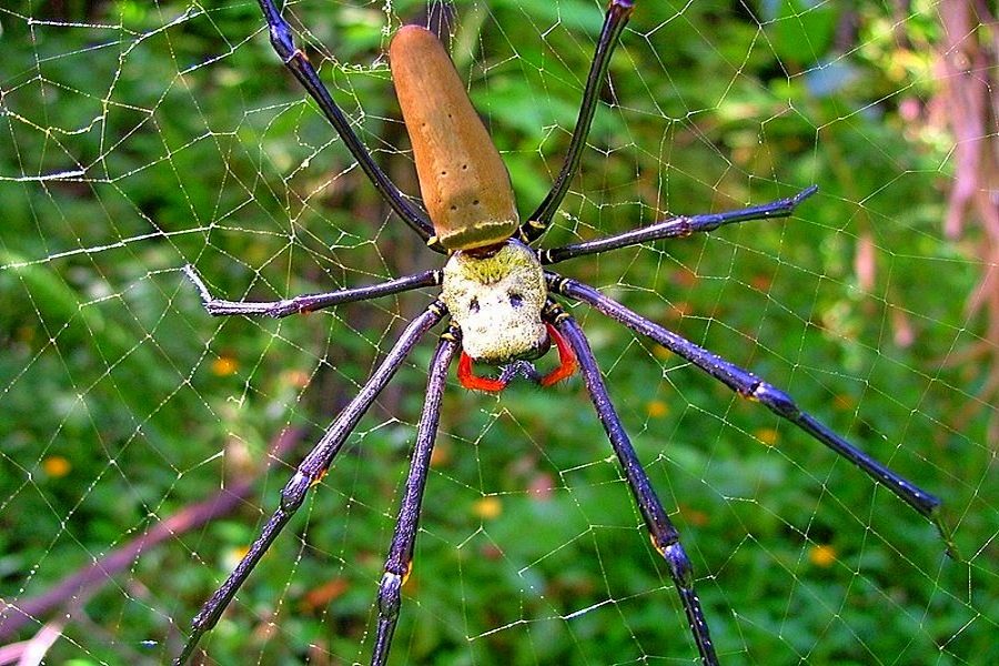 Pająk w rezerwacie Daintree
