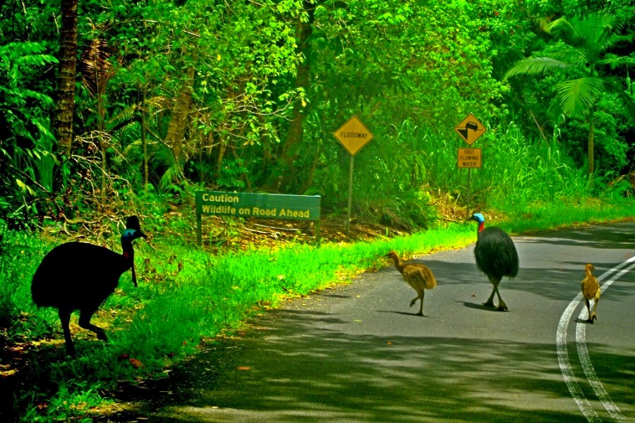 W rezerwacie Daintree