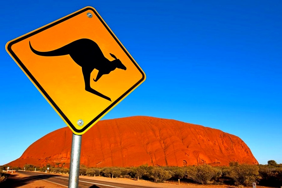 Uwaga na kangury w Australii :)