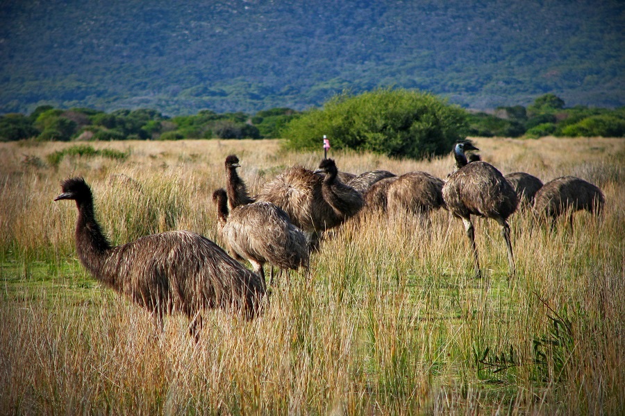 Emu w Parku Narodowym Wilsons Promontory