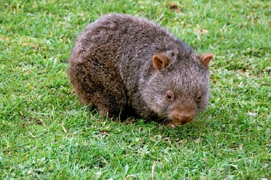 Wombat w Parku Narodowym Wilsons Promontory