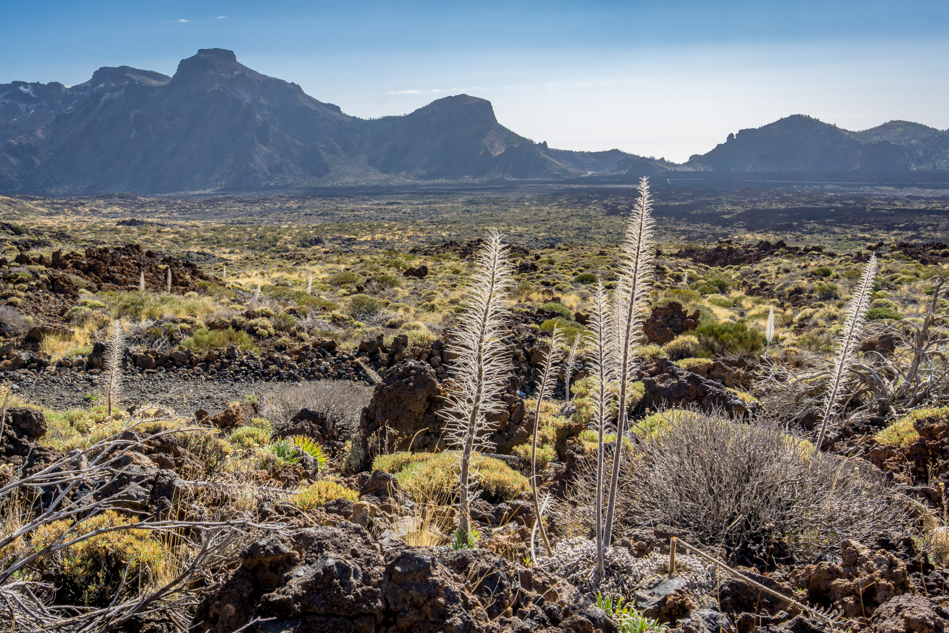 Żmijowiec rubinowy pod Teide (fot. Alicja Rapsiewicz)