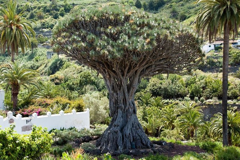 Dracena smocza