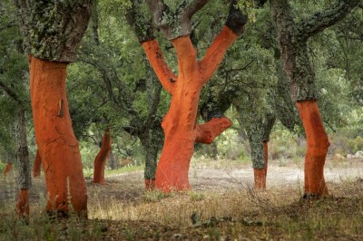 Dęby korkowe po okorowaniu (fot. S. Adamczak, okfoto.pl)