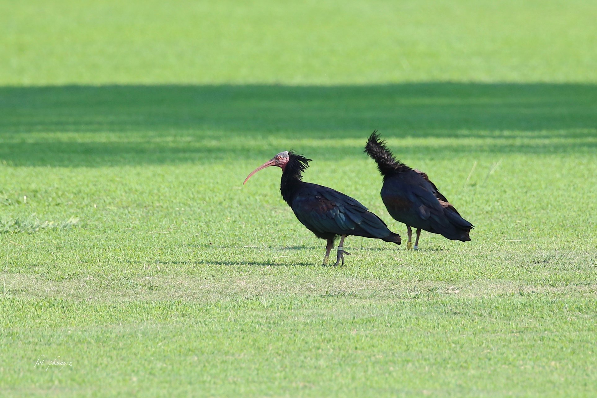 Ibis grzywiasty (Geronticus eremita) fot. Przemek Kunysz