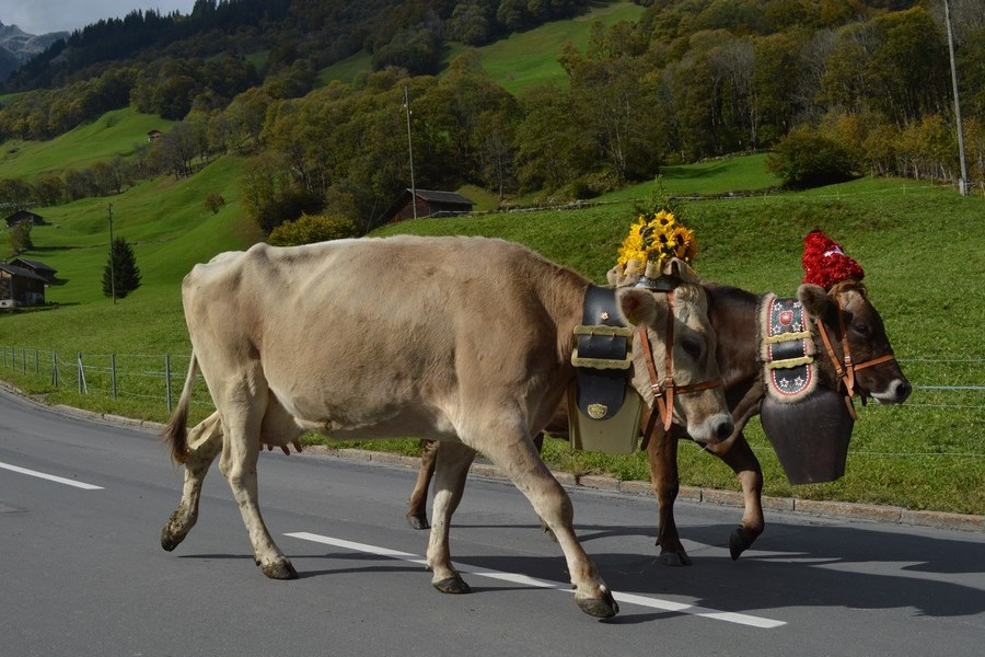 Szwajcarskie krowy