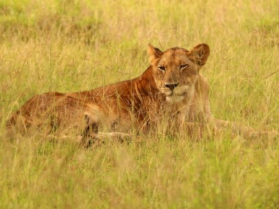 Safari w Parku Narodowym Queen Elizabeth, fot. T. Liptak