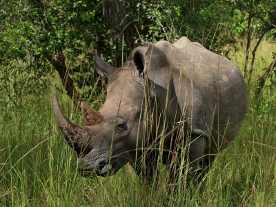 Obserwacje białych nosorożców w sanktuarium Ziwa Rhino, fot. T. Liptak