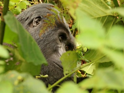 Obserwacje goryli górskich w Parku Narodowym Bwindi (UNESCO),fot. T. Liptak