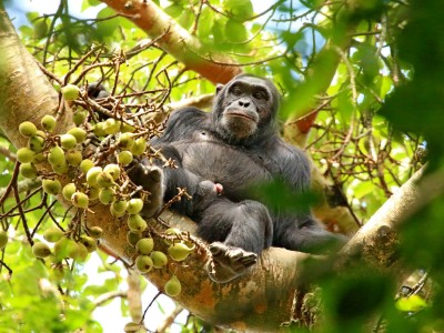 Obserwacje  szympansów w Parku Narodowym Kibale, fot. T. Liptak