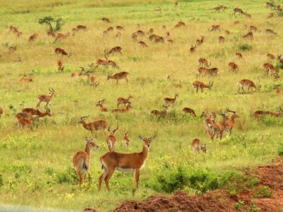 Bogactwo zwierząt w Parku Narodowym Murchison Falls; najlepsze miejsce na safari w Ugandzie, T. Liptak