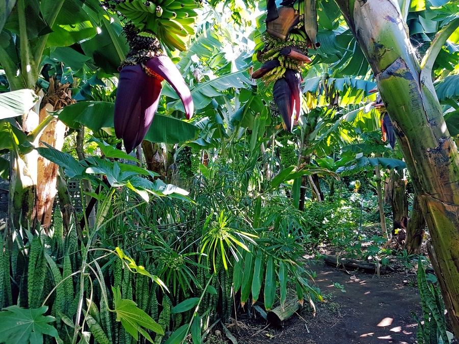 Ekologiczna plantacja bananów na La Palmie (fot. Andreas Scheiterbauer)