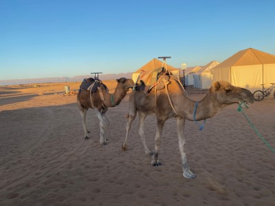 Okręty pustyni (fot. Kamil Wereszczyński)