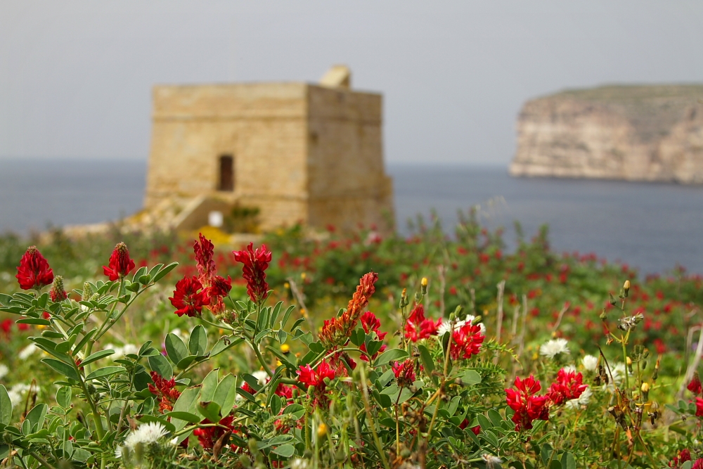 Sielankowe wybrzeże Gozo (fot. S.Adamczak, okfoto.pl)