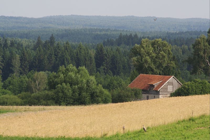 Na skraju puszczy fot. Szymon Czernek