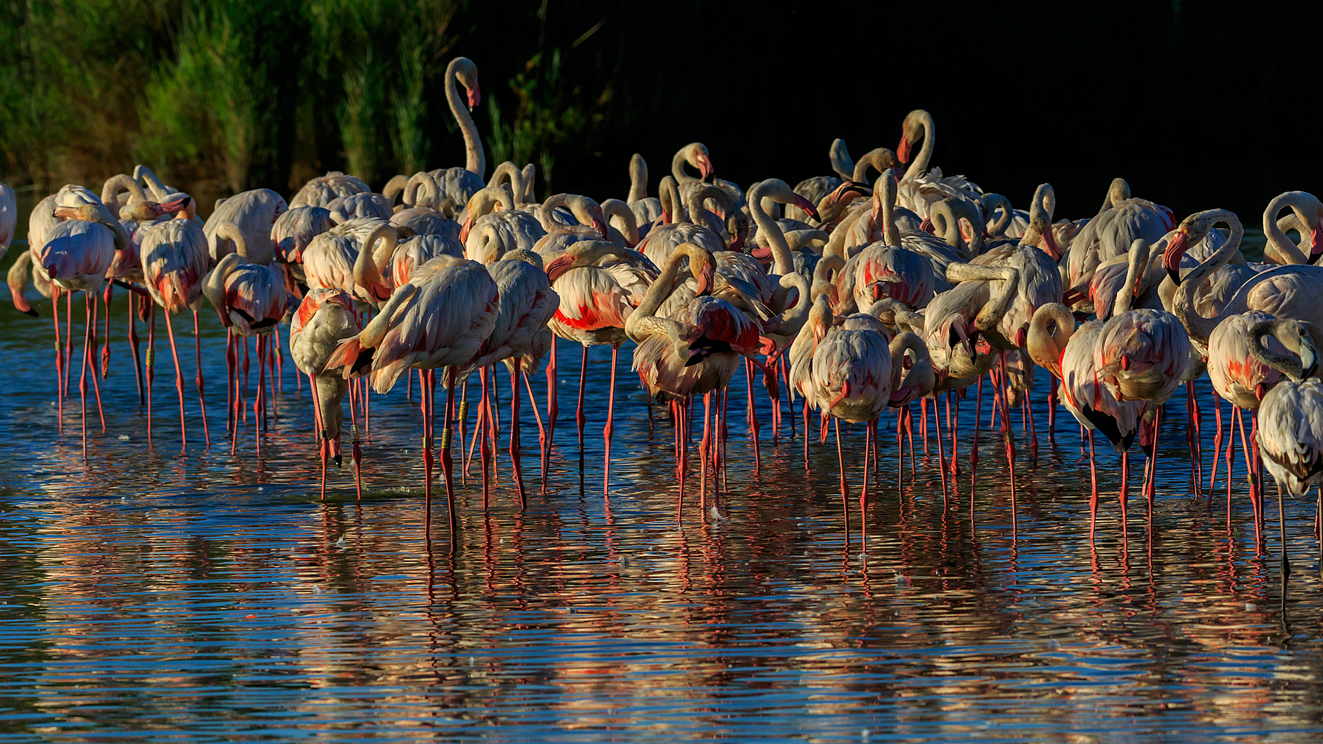 Flamingi w Pont de Gau, fot. Stanisław Dul
