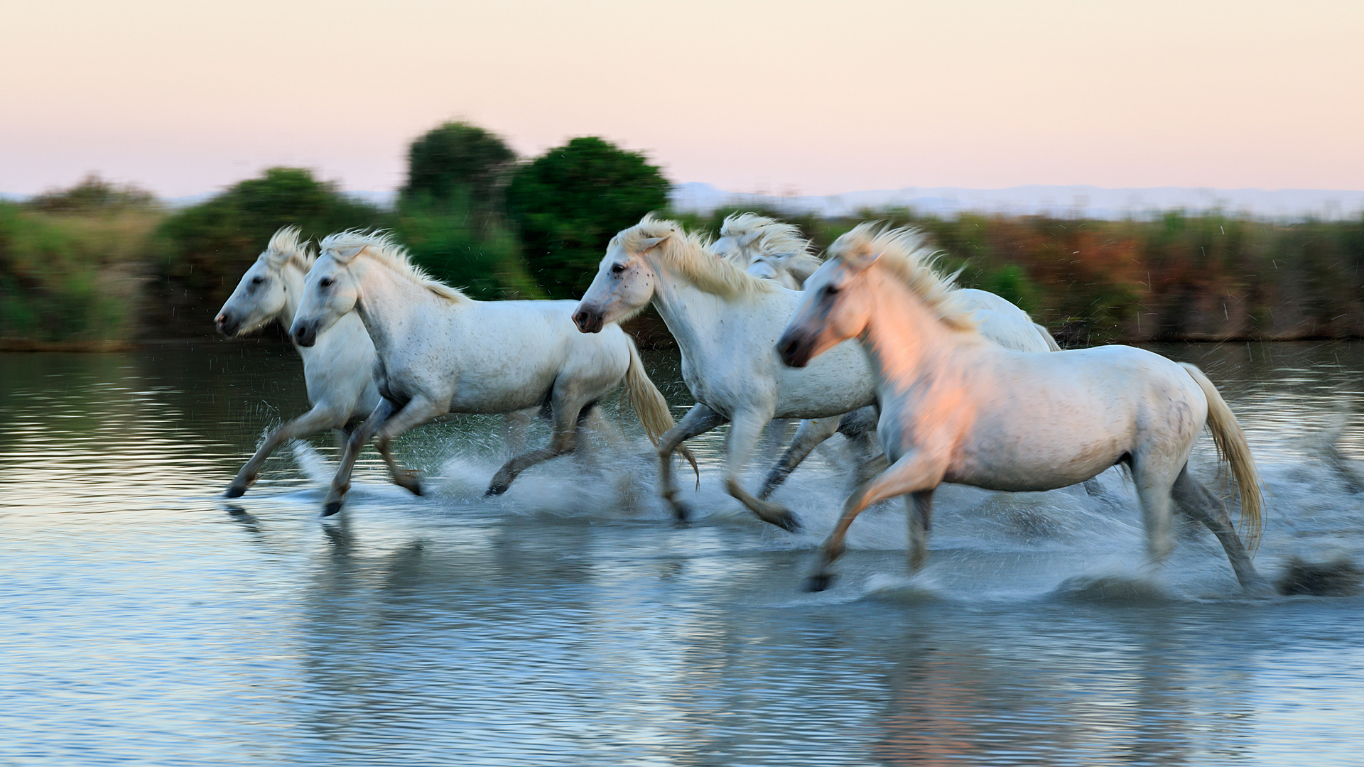Konie z Camargue, fot. Stanisław Dul