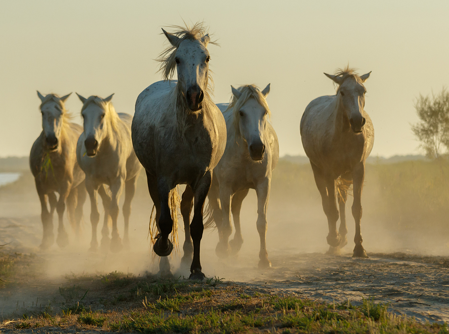 Konie z Camargue, fot. Stanisław Dul