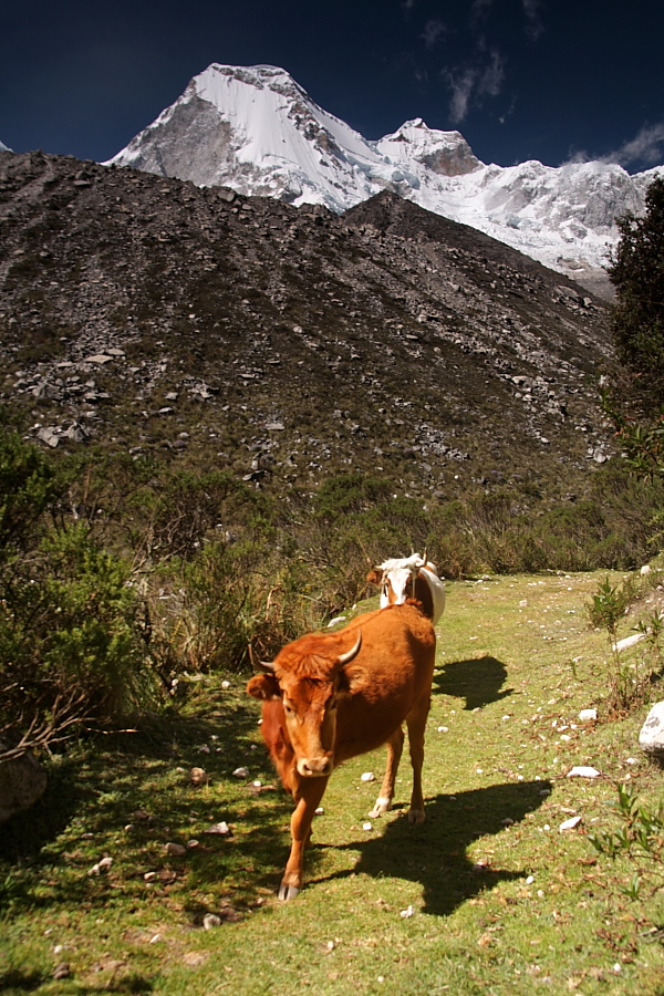 Krowa w Andach (fot. S.Adamczak, okfoto.pl)