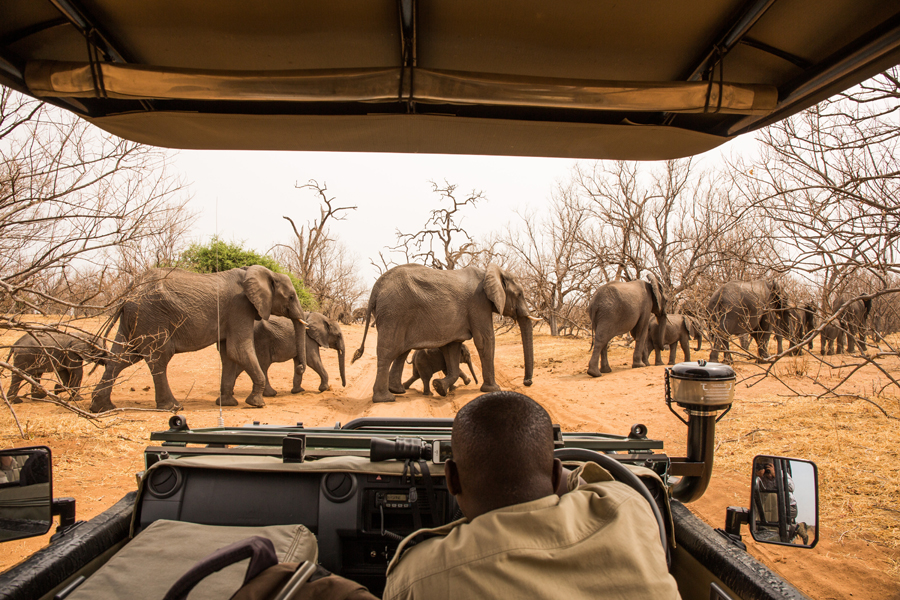 Safari w PN Chobe (Botswana)