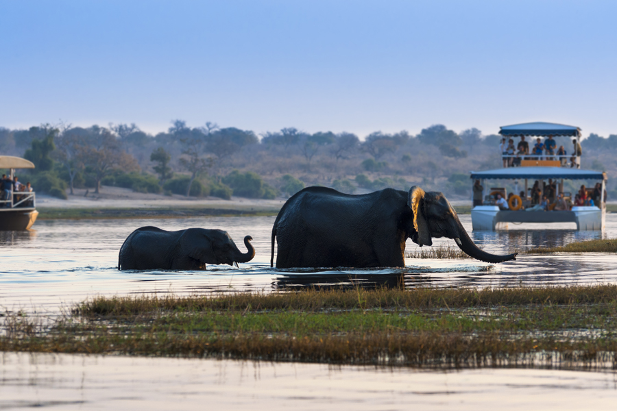 Rejs na rzece Chobe (Botswana)