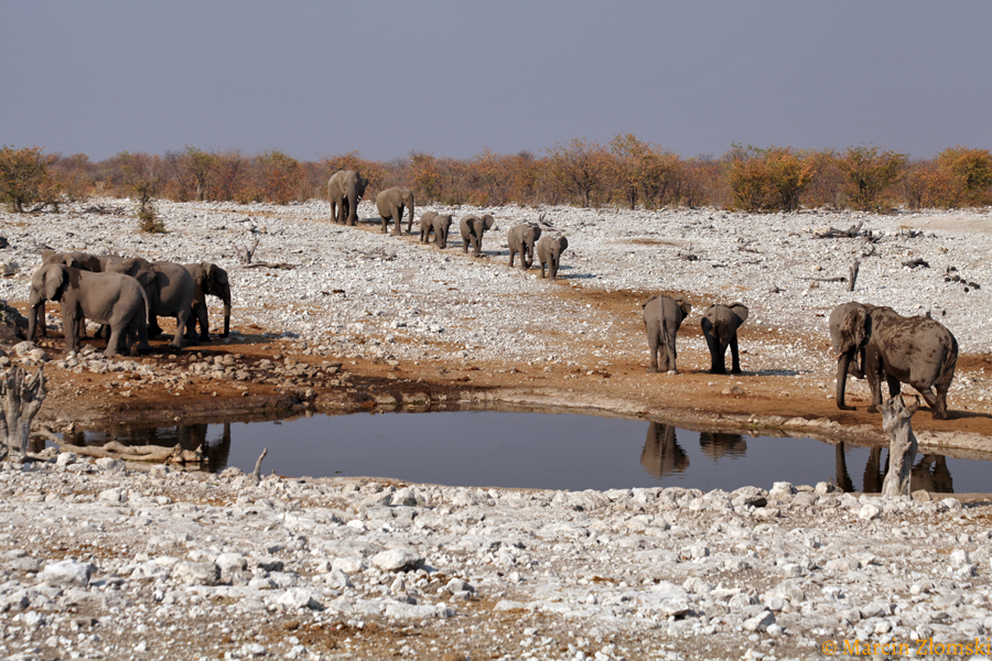 Safari w PN Etoszy (Namibia)