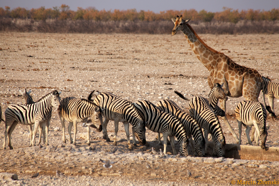 Safari w PN Etoszy (Namibia)