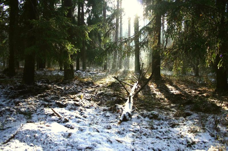 Nasz dom w puszczy fot. Siergiej Sidoruk