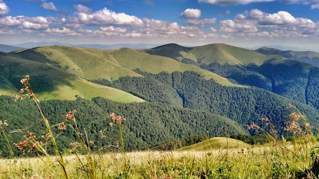 Zielone morze traw Połoniny Krasnej (fot. Paweł Klimek)