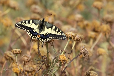 Paź królowej (Papilio machaon), fot. P. Kunysz