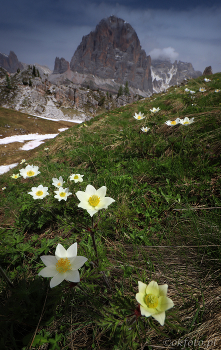 Kwiaty Dolomitów, fot. S. Adamczak, okfoto.pl