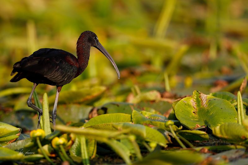 Ibis kasztanowaty fot. P Kunysz