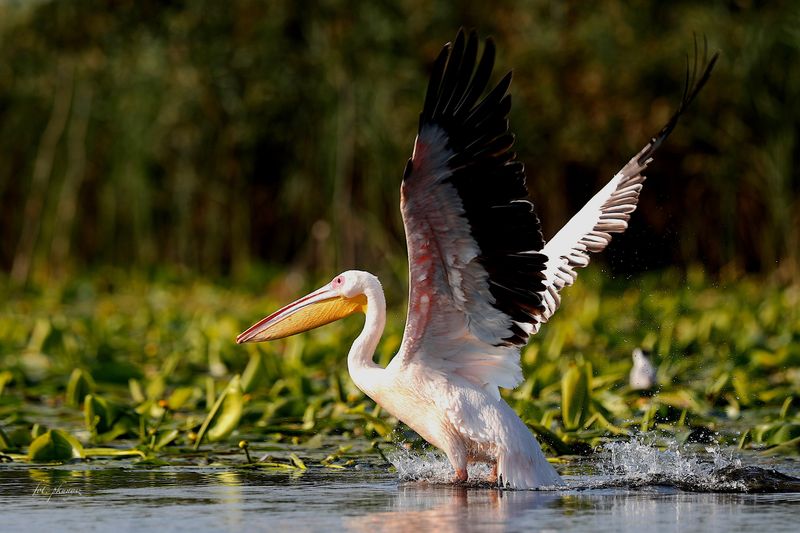 Pelikan różowy fot. P Kunysz