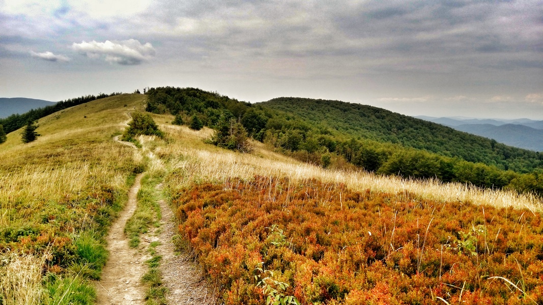 Ścieżką wśród borówek… (fot. Paweł Klimek)