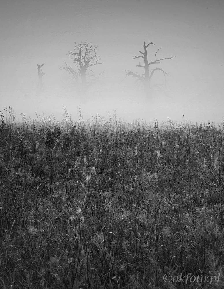 Dęby Rogalińskie /fot. S. Adamczak/
