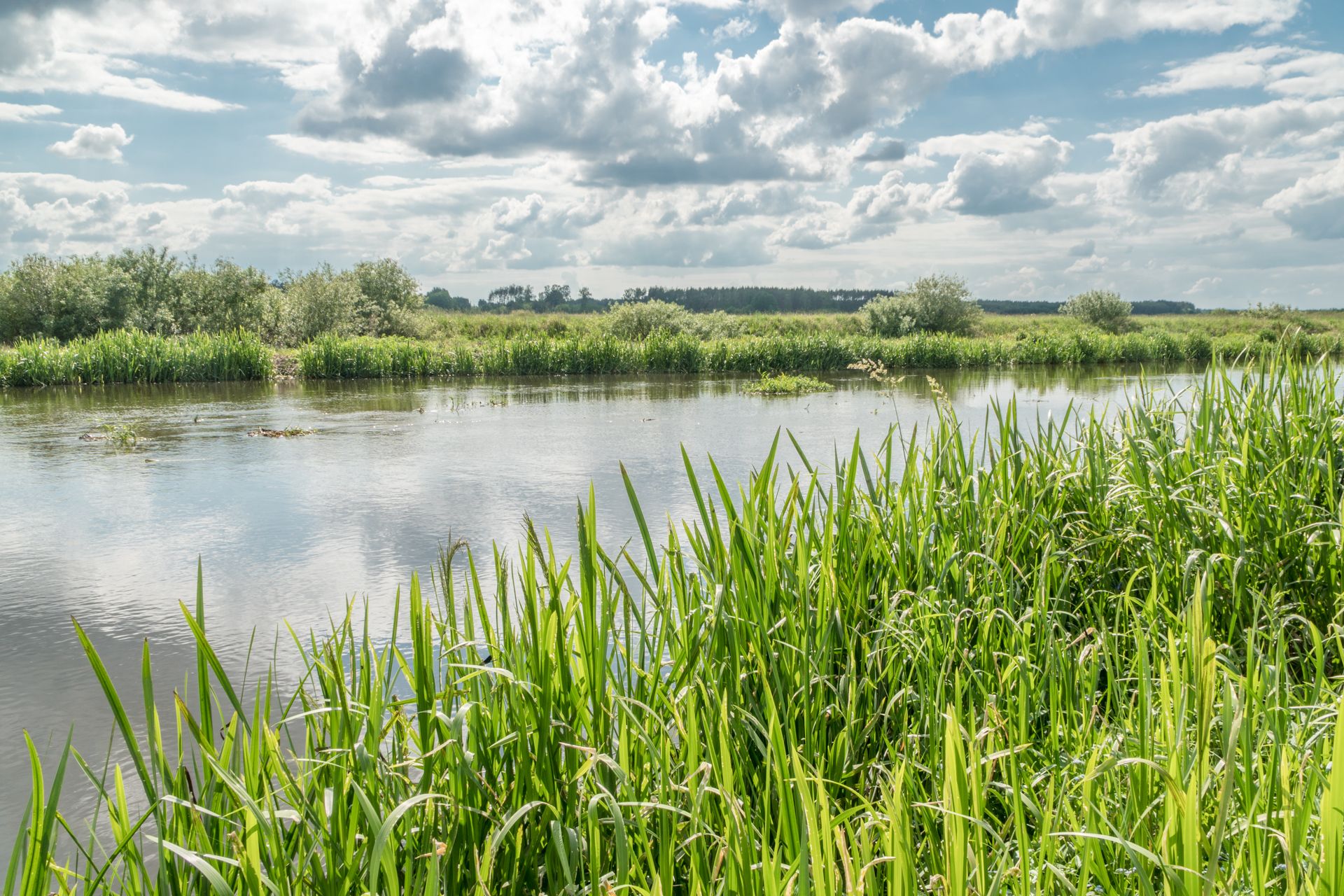 Narew /fot. A. Rapsiewicz/