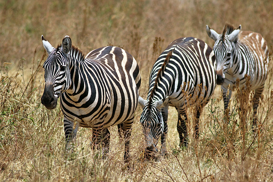 Zebra, fot. Przemysław Kunysz