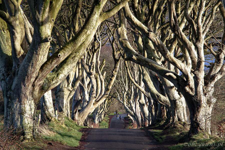 Dark Hedges, fot. K. Borońska