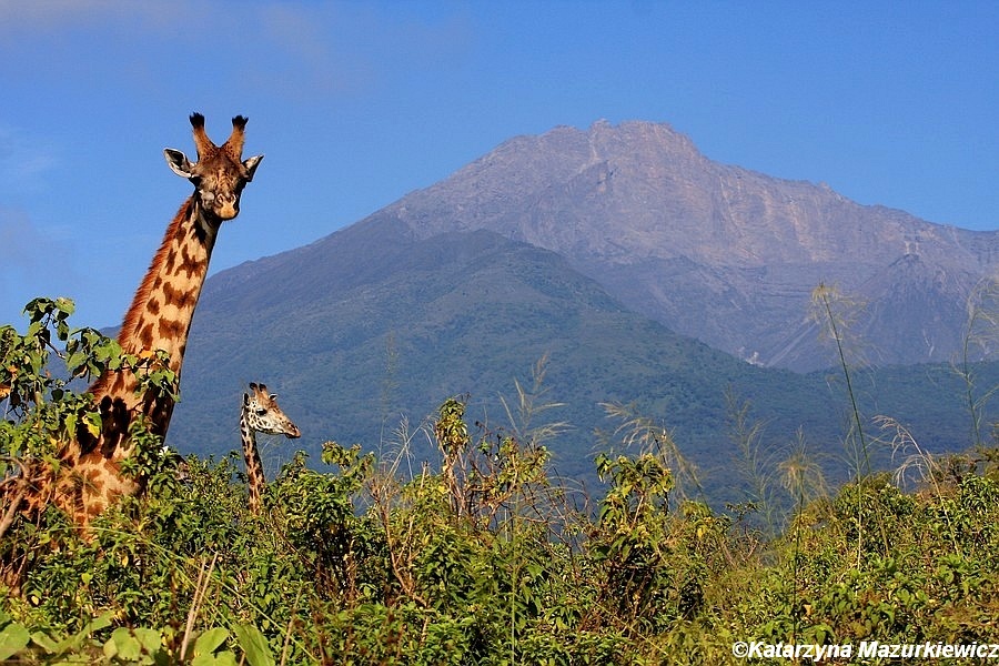 Żyrafy w Parku Narodowym Arusza, w tle wulkan Meru