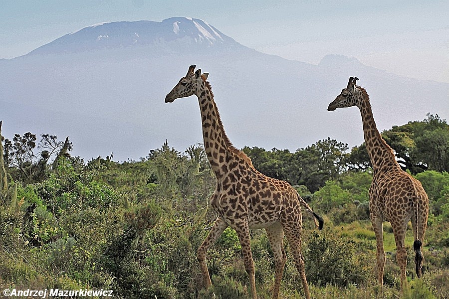Żyrafy na tle Kilimandżaro - widok z Parku Narodowego Arusza